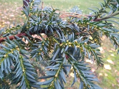 Taxus baccata