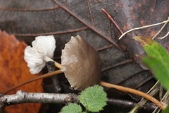 Marasmius torquescens