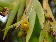Oxystophyllum carnosum