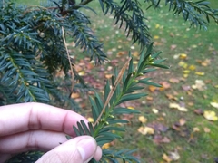 Taxus baccata