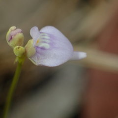 Utricularia caerulea