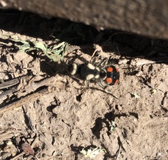 Traumatomutilla grossa