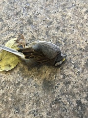 Zonotrichia albicollis