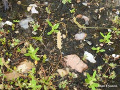 Trifolium glomeratum