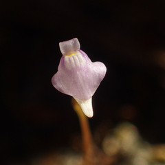 Utricularia caerulea