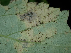 Phragmidium rubi-idaei
