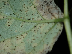 Phragmidium rubi-idaei