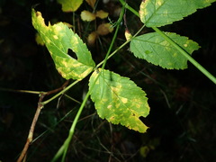 Phragmidium rubi-idaei