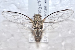 Telmapsalta hackeri