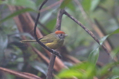 Hylophilus poicilotis