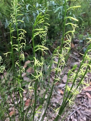 Tripterococcus brunonis