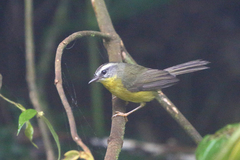Golden-Crowned Warbler photo 2