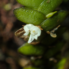 Microsaccus griffithii