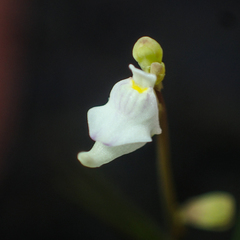 Utricularia caerulea