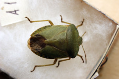 Palomena viridissima