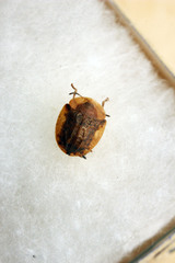 Cassida pallidicollis