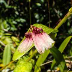 Bulbophyllum lepidum