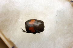 Margarinotus bipustulatus