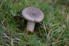Lactarius circellatus