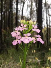 Isotoma hypocrateriformis