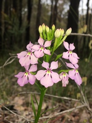 Isotoma hypocrateriformis
