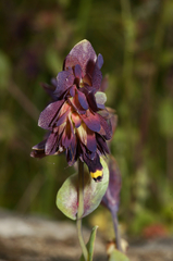 Cerinthe retorta