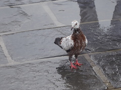 Columba livia domestica