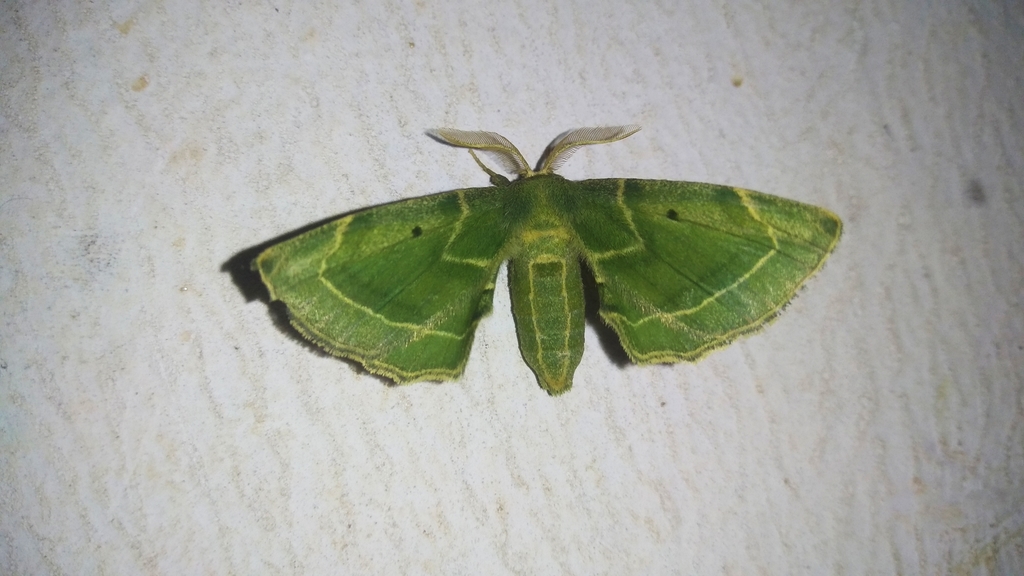 Rolepa variabilis