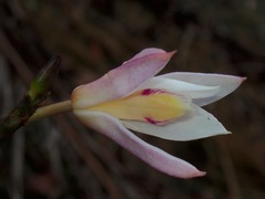 Bromheadia finlaysoniana