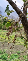 Ficus semicordata