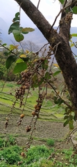 Ficus semicordata
