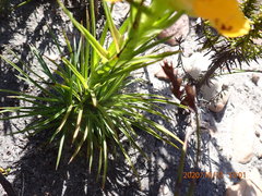 Ceratandra grandiflora