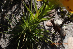 Ceratandra grandiflora