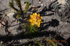 Ceratandra grandiflora