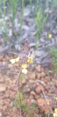 Stylidium diuroides