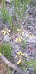 Stylidium diuroides