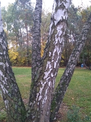 Betula pendula