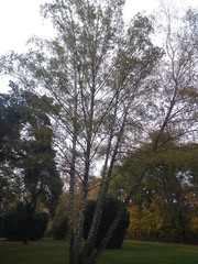 Betula pendula