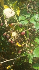 Rubus