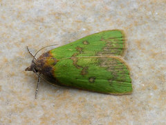 Doloessa viridis