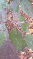 Cornus sanguinea