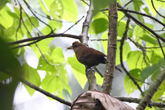 Pyriglena leucoptera