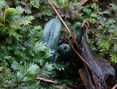 Microglossum nudipes