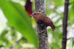 Conopophaga lineata