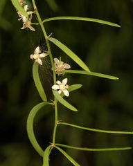 Asparagus natalensis