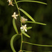 Asparagus natalensis - Photo (c) Wynand Uys, alguns direitos reservados (CC BY), uploaded by Wynand Uys