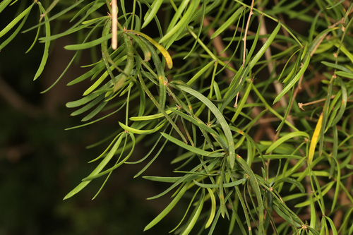 Image of Asparagus natalensis by (c) Wynand Uys, some rights reserved (CC BY)