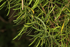 Asparagus natalensis