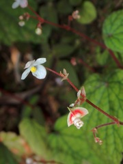Begonia sinuata
