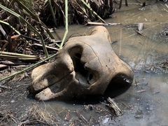 Loxodonta